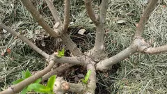 Tief einpflanzen oder nicht? Ein Fehler beim Umgang mit Hortensien, der den Strauch ruinieren kann