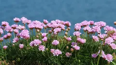 Die am meisten unterschätzte Gartenpflanze: widerstandsfähig gegen Wind und Trockenheit