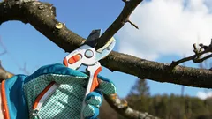 Die Bäume werden wie verrückt Früchte tragen: Die Geheimnisse des Frühjahrsschnitts