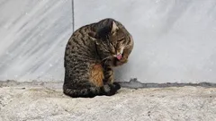 Schaut euch nur diese Schnauzen an: bezaubernde Istanbuler Katzen vor der Linse unseres Fotografen