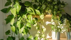 Ein atemberaubender Effekt ohne großen Aufwand: Wie Potos den Raum verwandelt