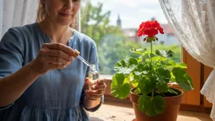 Geranien und Orchideen erholen sich innerhalb weniger Wochen – man braucht nur einen einzigen Tropfen dieses Hausmittels