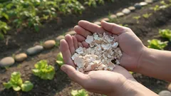 Du wirfst sie umsonst weg! Wo Eierschalen Pflanzen wirklich helfen