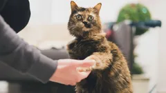 Ein Geheimnis, das Katzen nicht preisgeben wollen: Wie man sie dazu bringt, die Pfote zu geben