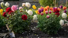 Pflanzen Sie diese Pflanze niemals in der Nähe von Rosen – Sie ruinieren die Sträucher, ohne es zu merken