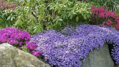 Die besten niedrig wachsenden Stauden für den Vordergrund: ein pflegeleichter Blumenbeet