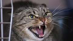 Nicht böse, sondern verängstigt: Warum Ihre Katze faucht und kratzt